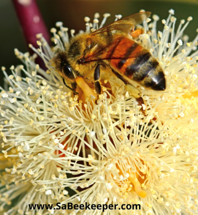 honey bee foraging for nectar on a eucalyptus flower
