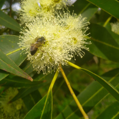 All Bees love Eucalyptus flowers