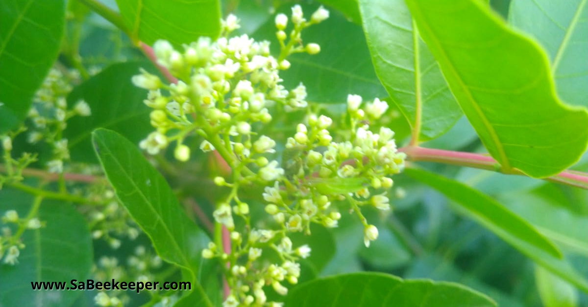 the eucalyptus flower starting to flower