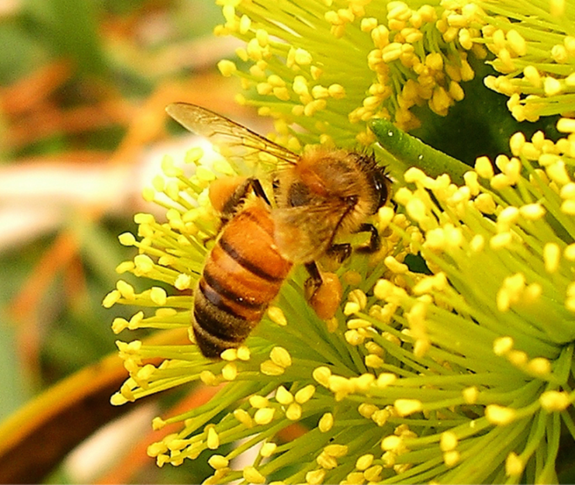 a honey bee on eucalyptus flowers