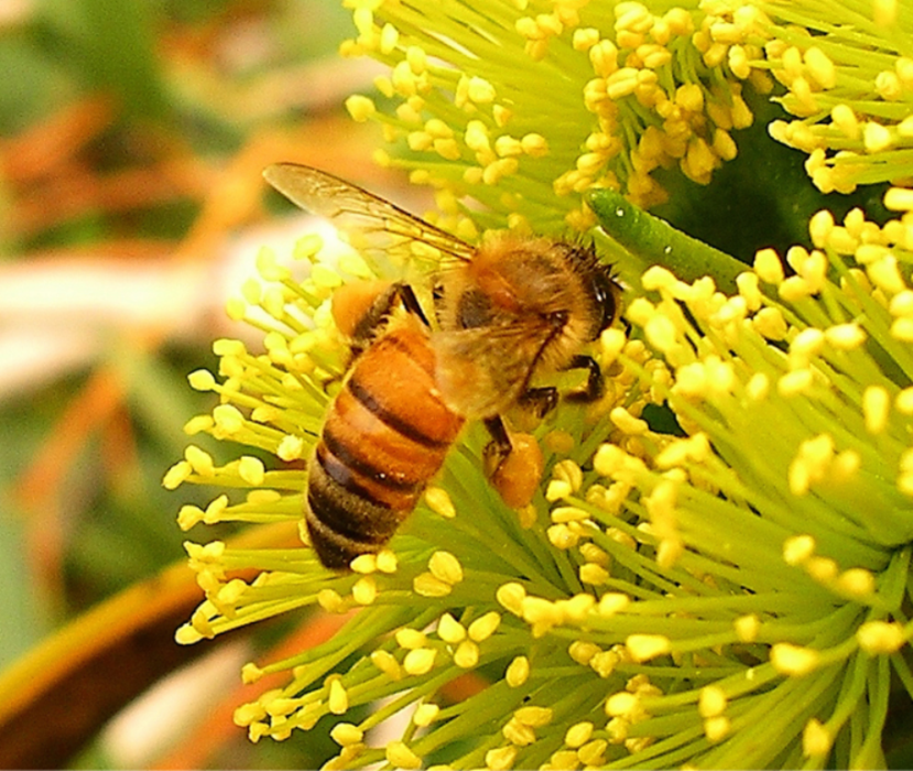 a honey bee on eucalyptus flowers 