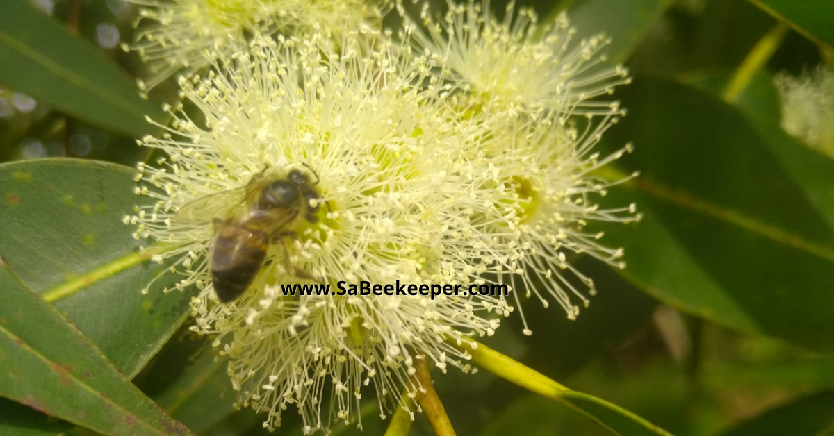 south african honey bee on a eucalyptus flower.