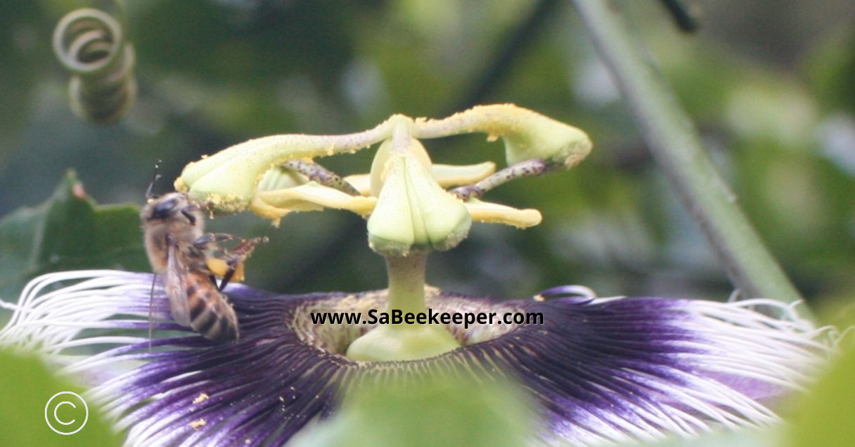 honey bee collecting pollen from the stigmas of the passion flowers