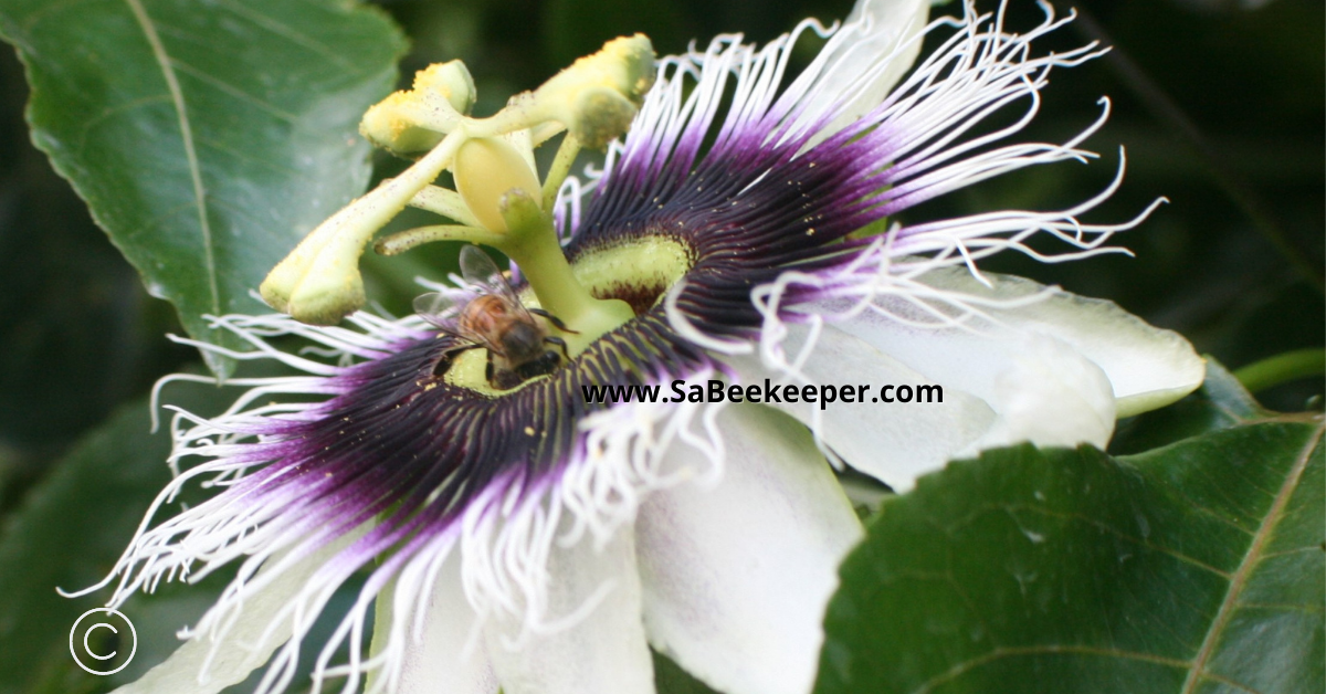 honey bee foraging for nectar on this beautiful passion flower 