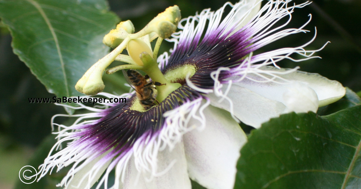 foraging honey bee on a passion flower