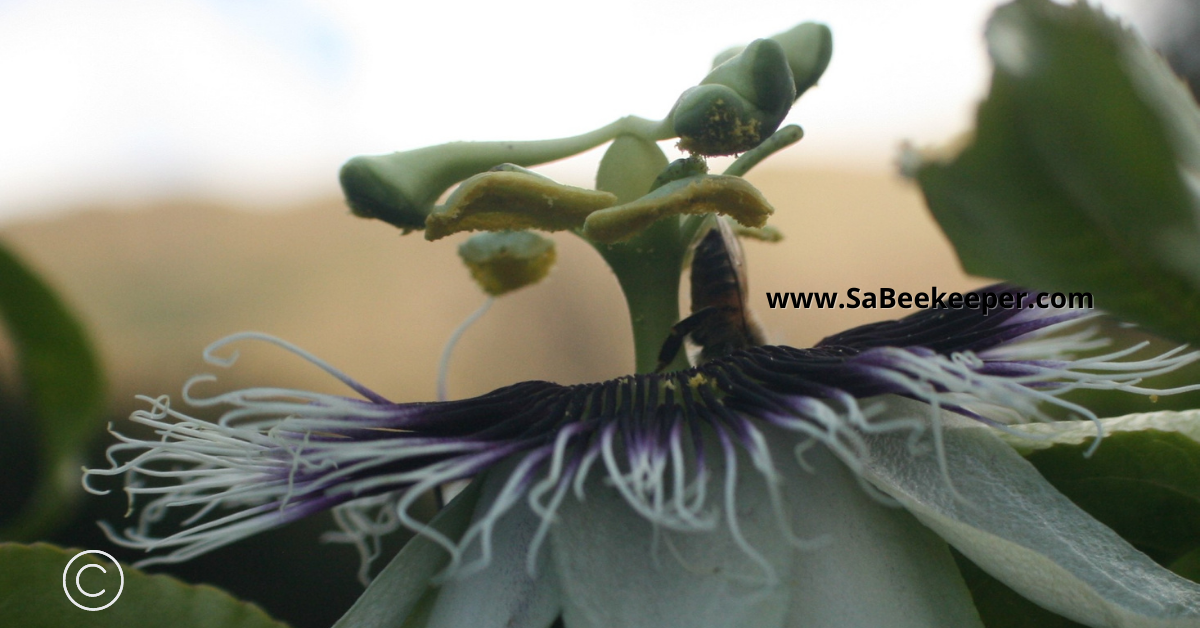 honey bee diving deep to collect the nectar on a passion fruit flower