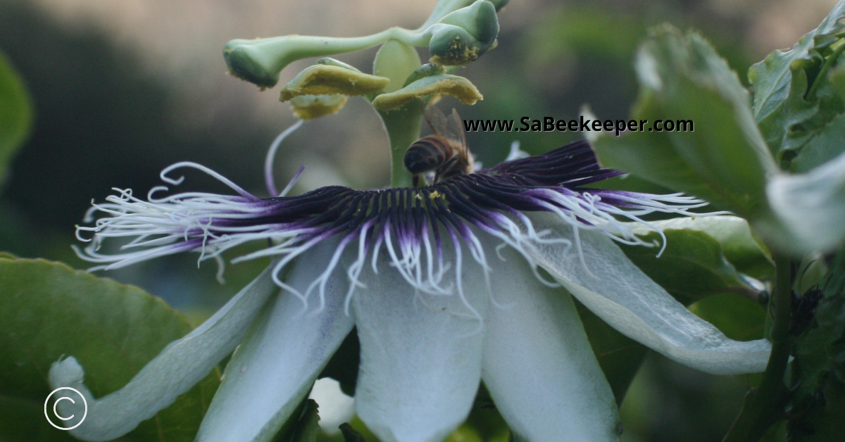 foraging for nectar on a passion fruit flower