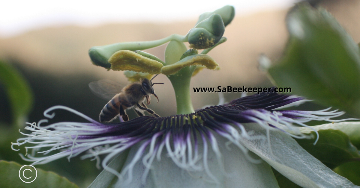 a honey bee on the corona of a passion flower, that is so beautiful