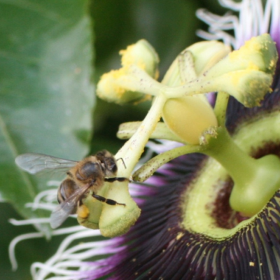 Passion Flowers Attract Honey Bees