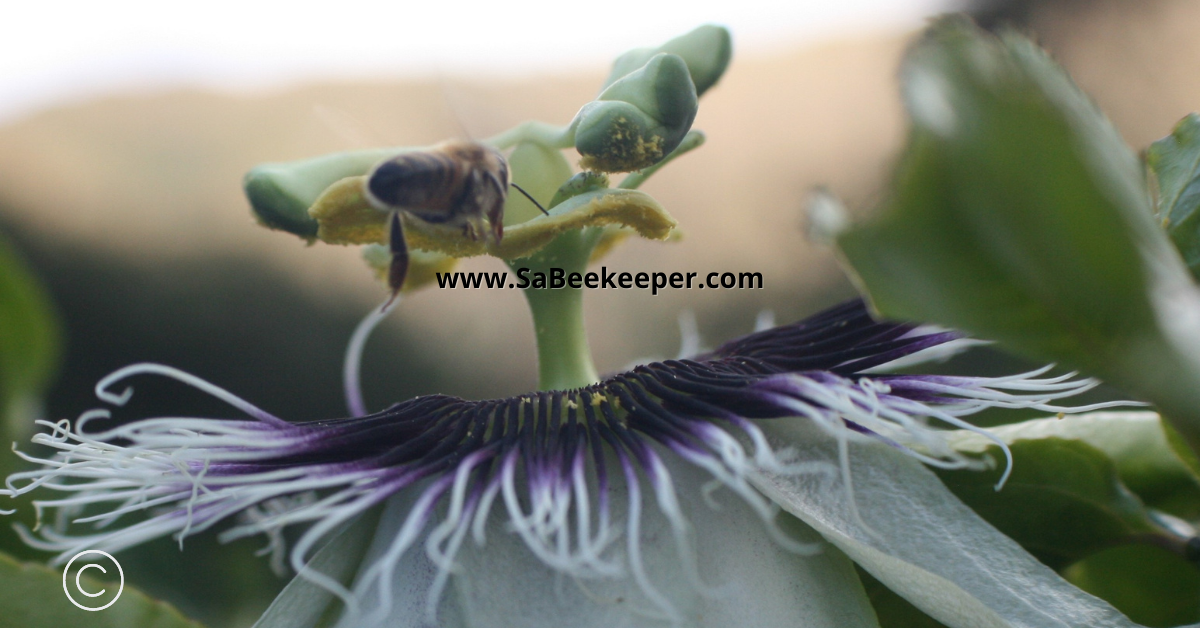 a passion flower and all its pollen on stamens and a honey bee flying off