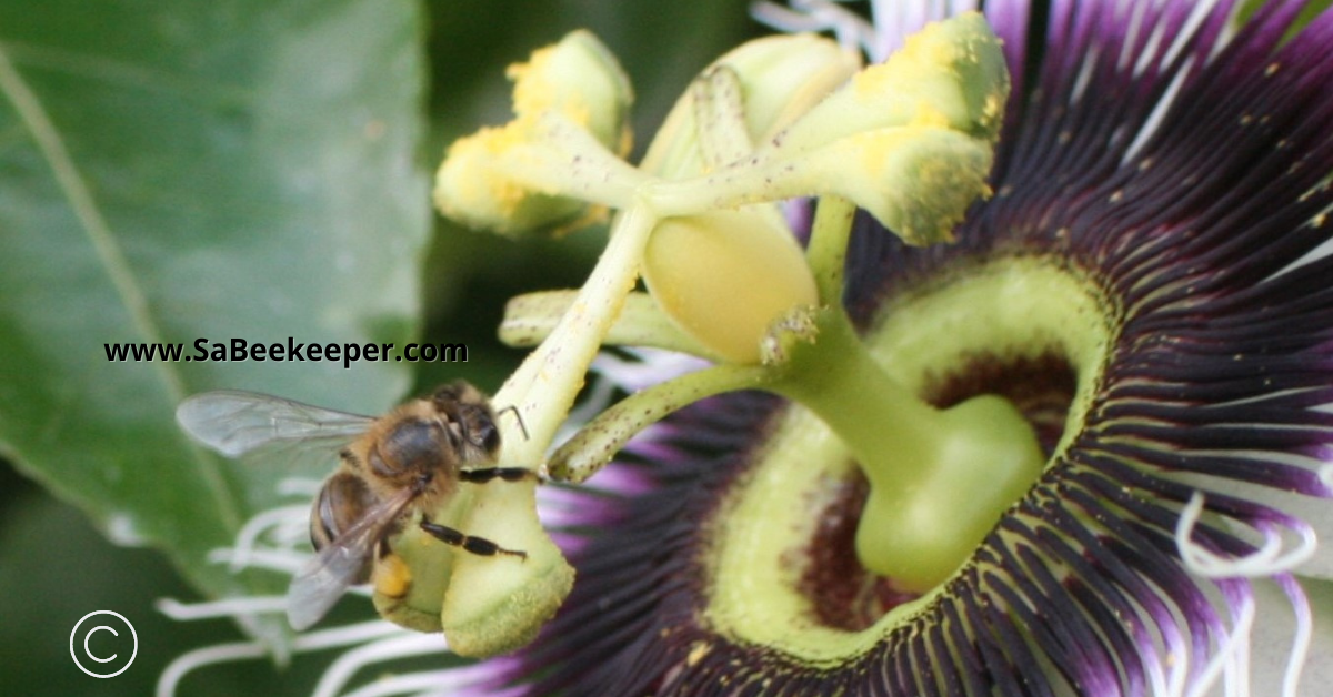 a honey bee on the stigma of a passion flower