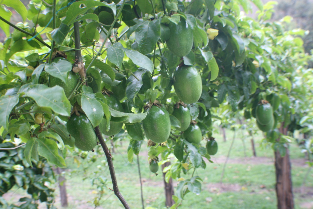 passion fruit on the vines after flowers have been pollinated.