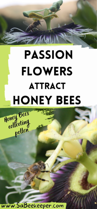 a pinterest image of passion flowers attract honey bees