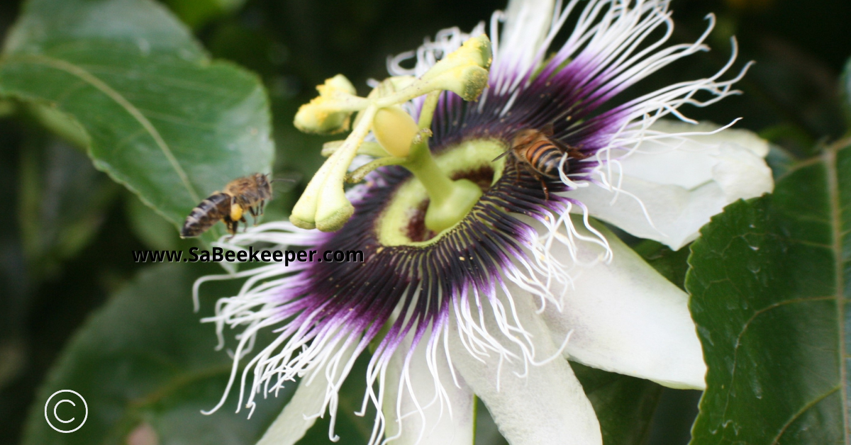 a dark honey bee attracted to the passion flower