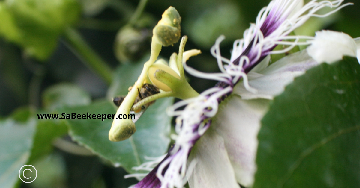 a honey bee collecting pollen off the passion flower components