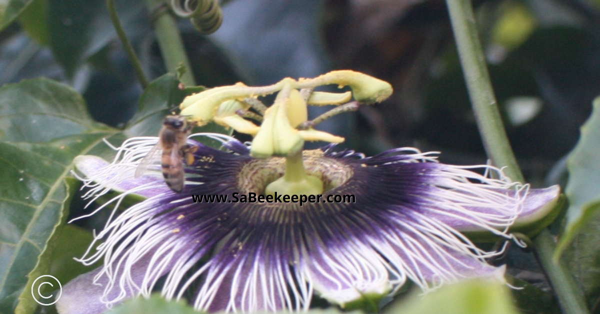 pollen collected by a honey bee from the passion flower