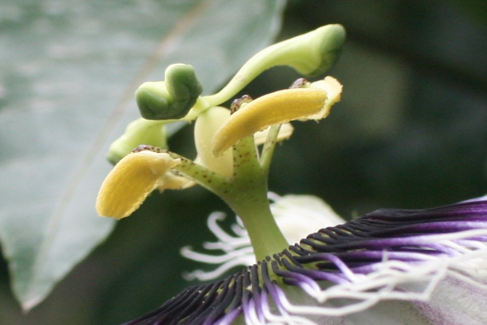 a passion flower that stamens do not have any pollen on and the stigma has not been pollinated because honey bees collected all the pollen.