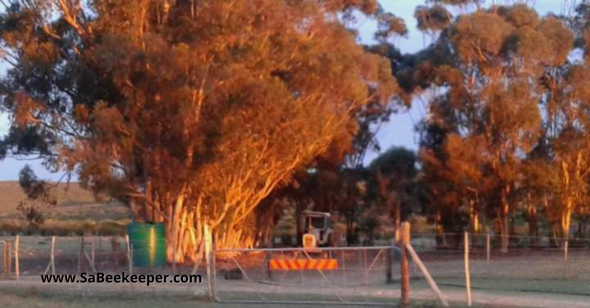 A row of eucalyptus trees in the sunset.