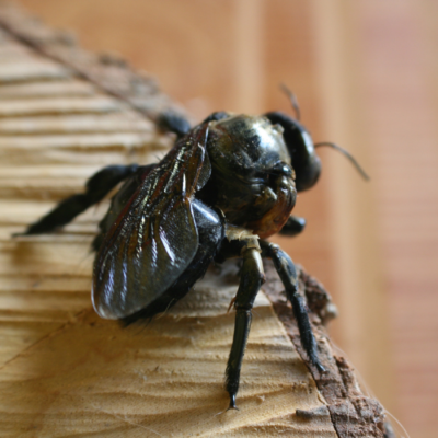 A Carpenter Bees Deformed Wing