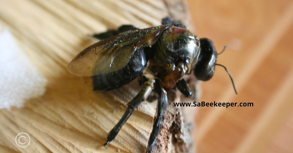 a deformed black carpenter bee with one wing