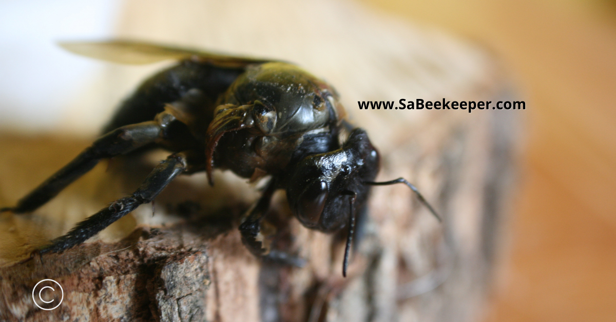 front view of this newly hatched carpenter bee with deformed wings