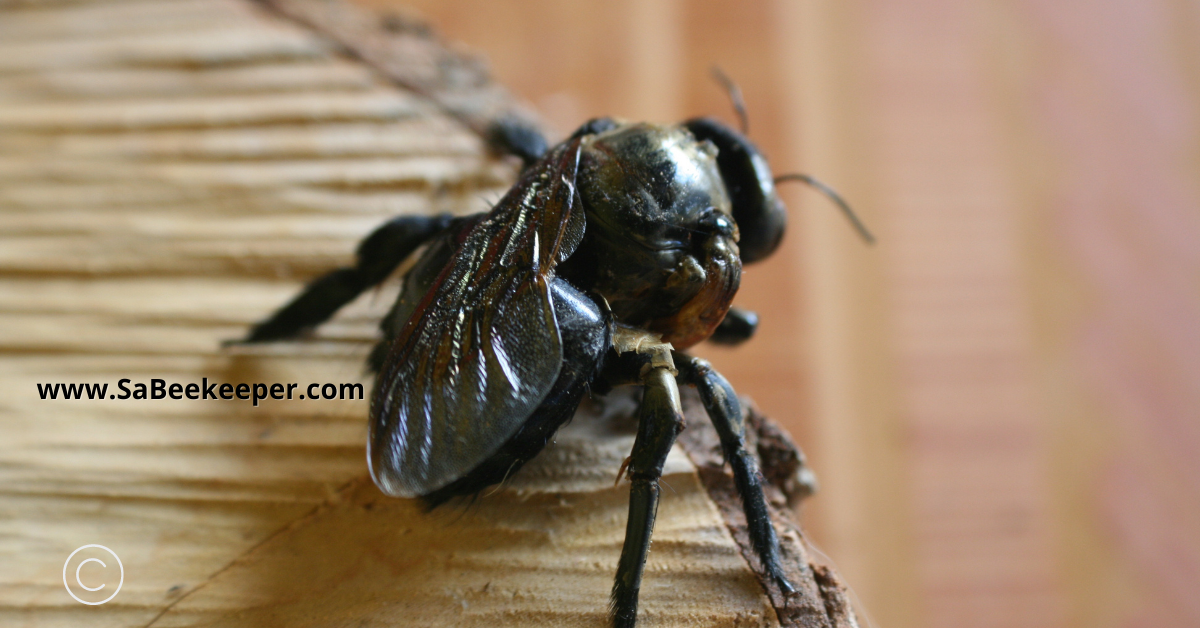 this carpenter bee has one normal wing and a small deformed wing