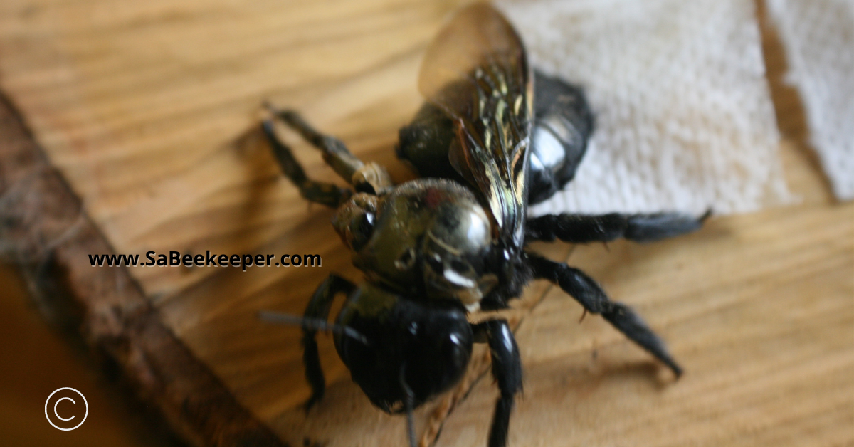 top view of the deformed winged carpenter bee