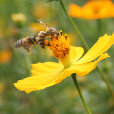 Africanized Honey Bee Species in Ecuador