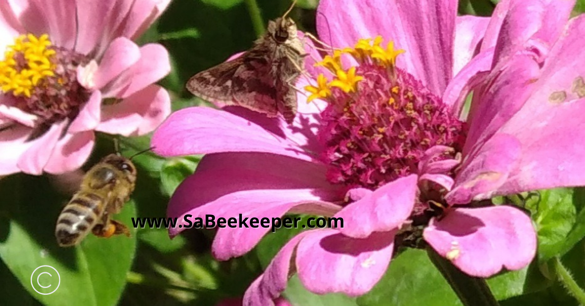 a moth or butterfly and a bee foraging on zinnia flowers