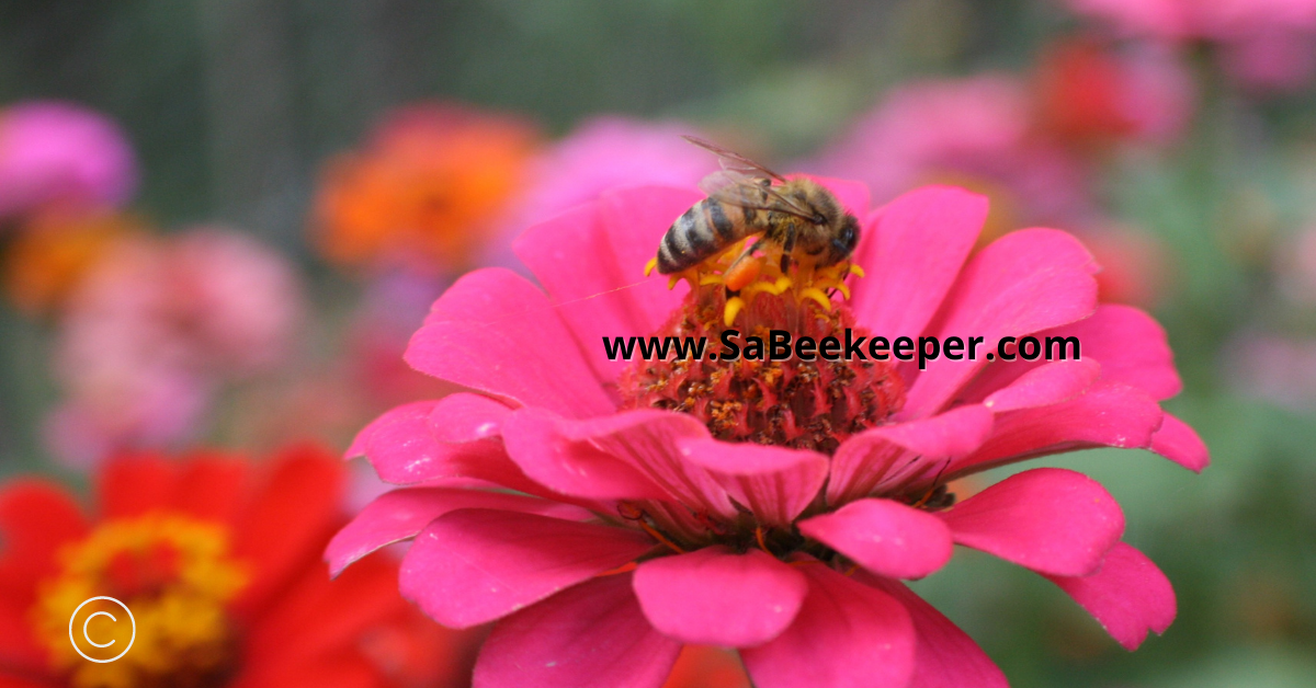 a pink zinnia flower and a foraging honey bee