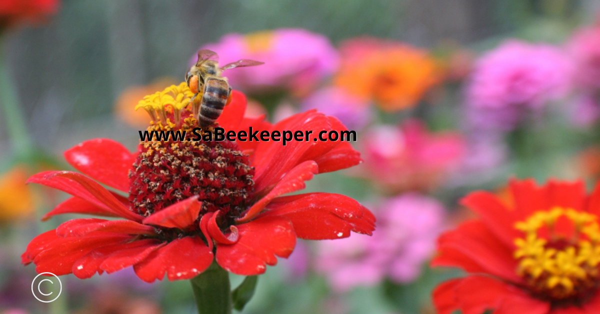 a honey bee forages continuously on a red zinnia flower