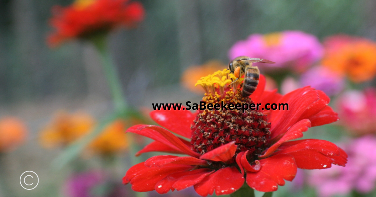 a red zinnia flower and a honey bee