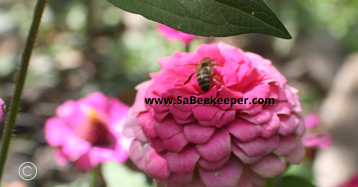 honey bee forages on fully petaled pink zinnia flower