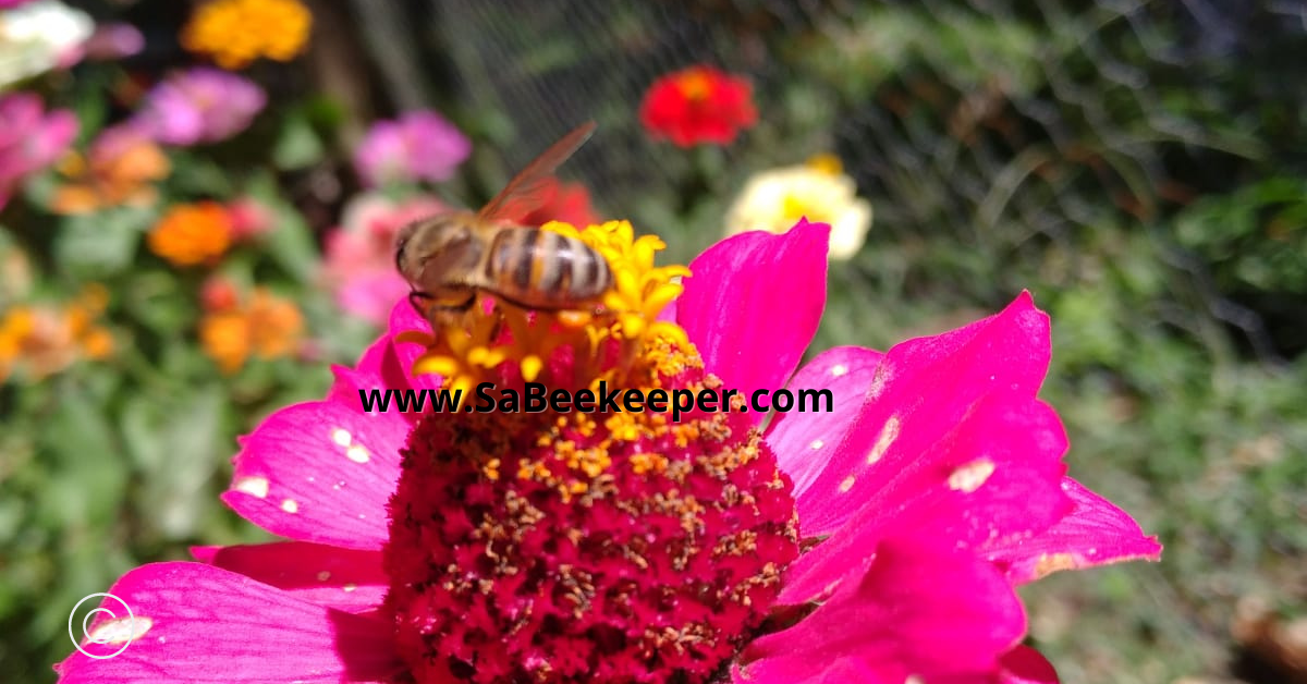 a close up of a honey bee on a red purple zinnia flower