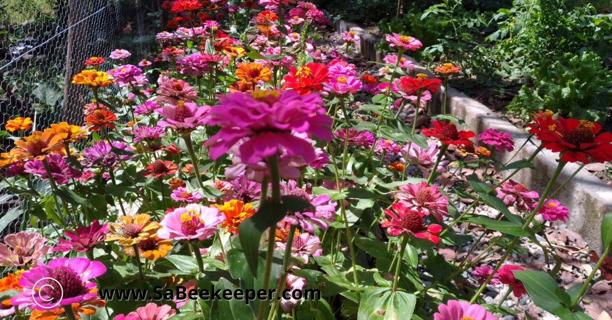 a array of colorful zinnia flowers in the vegetable garden beds.