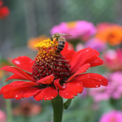 Bees Love Colorful Zinnia Flowers