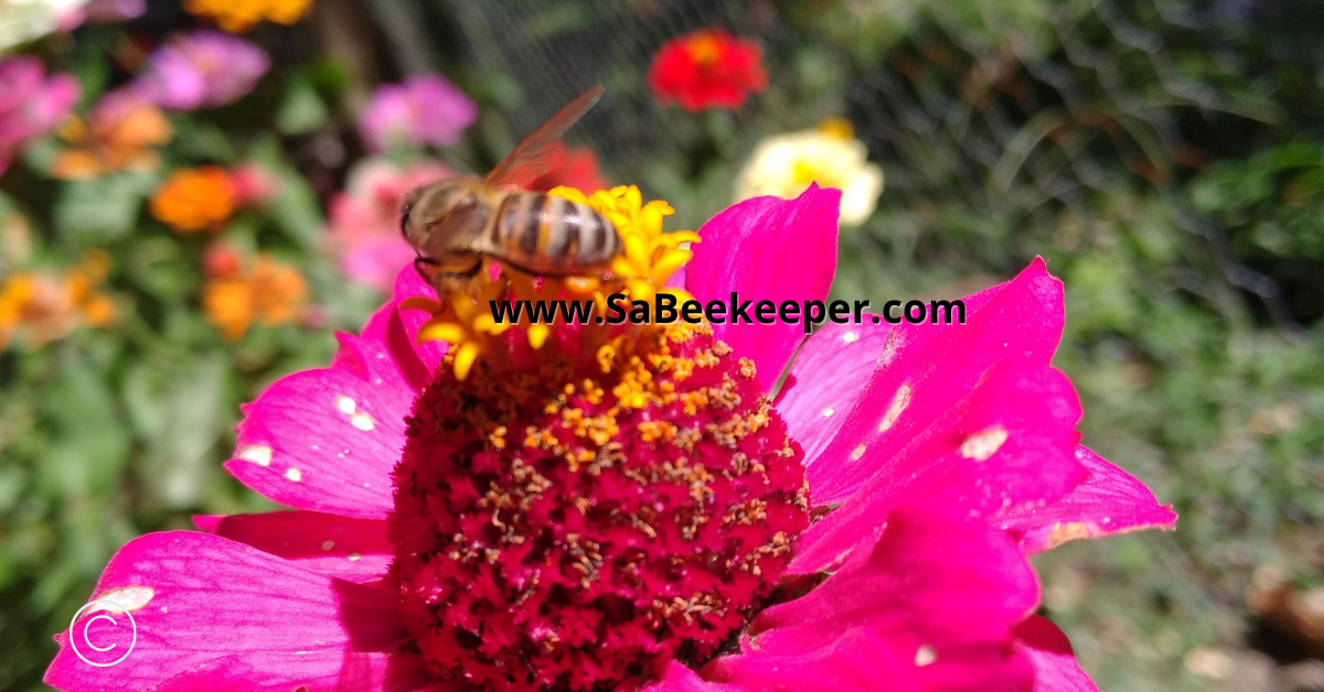 honey bee collecting food on the zinnia flowers