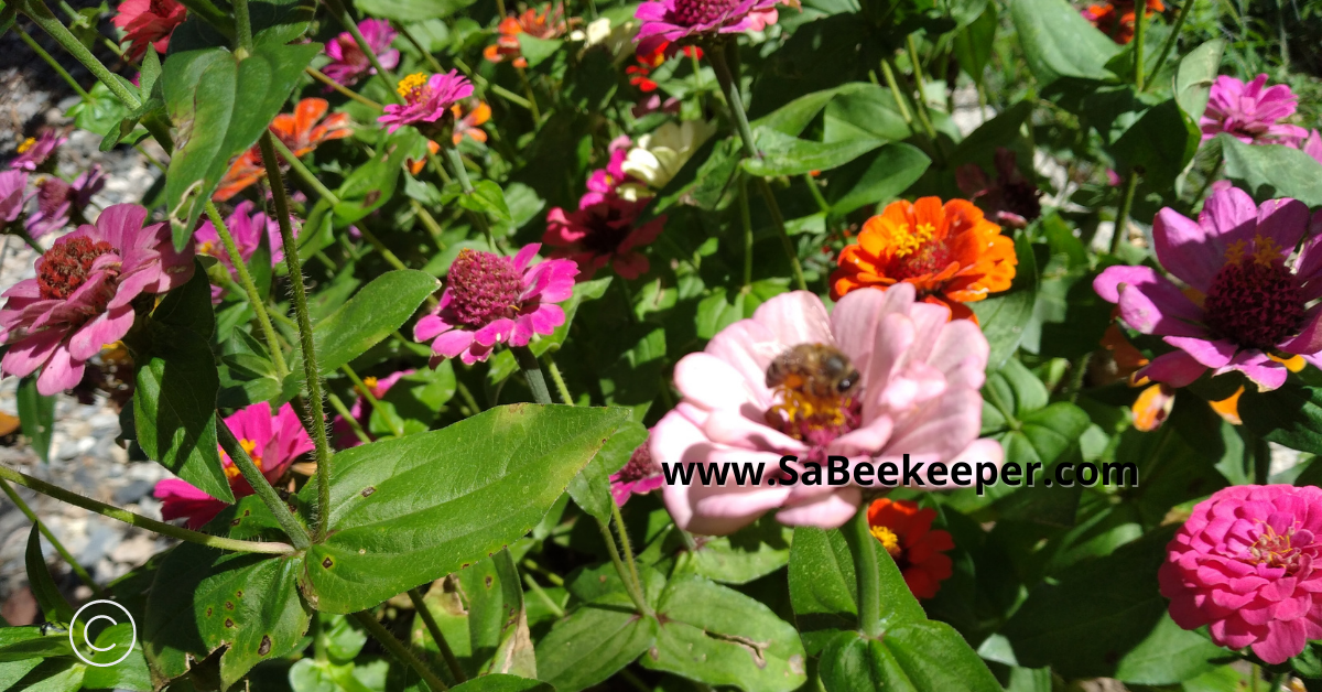 a garden of zinnias and pollinators on the flowers