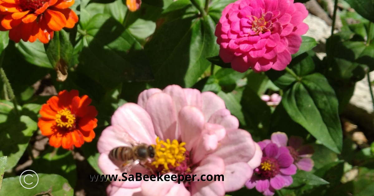 pink zinnia flowers and a bee foraging