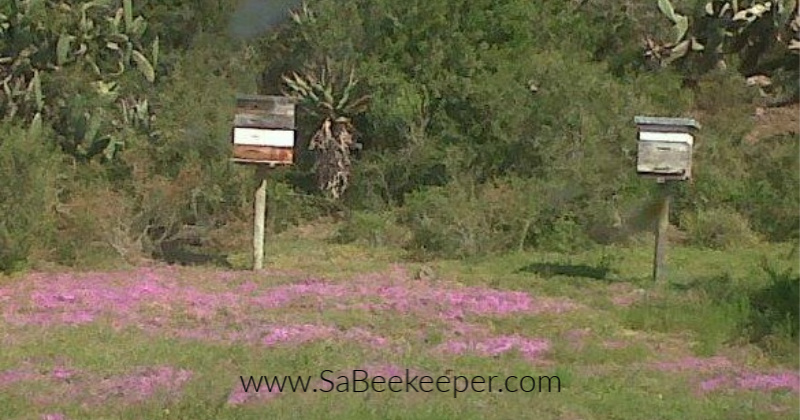 Established Bee Swarms on Farm with tiny purple flowers carpeting the ground