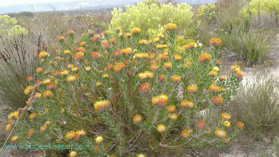 south african fynbos flowers that cape honey bee loves
