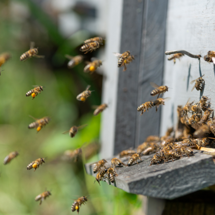 honey bees at work flying into their hive and out.