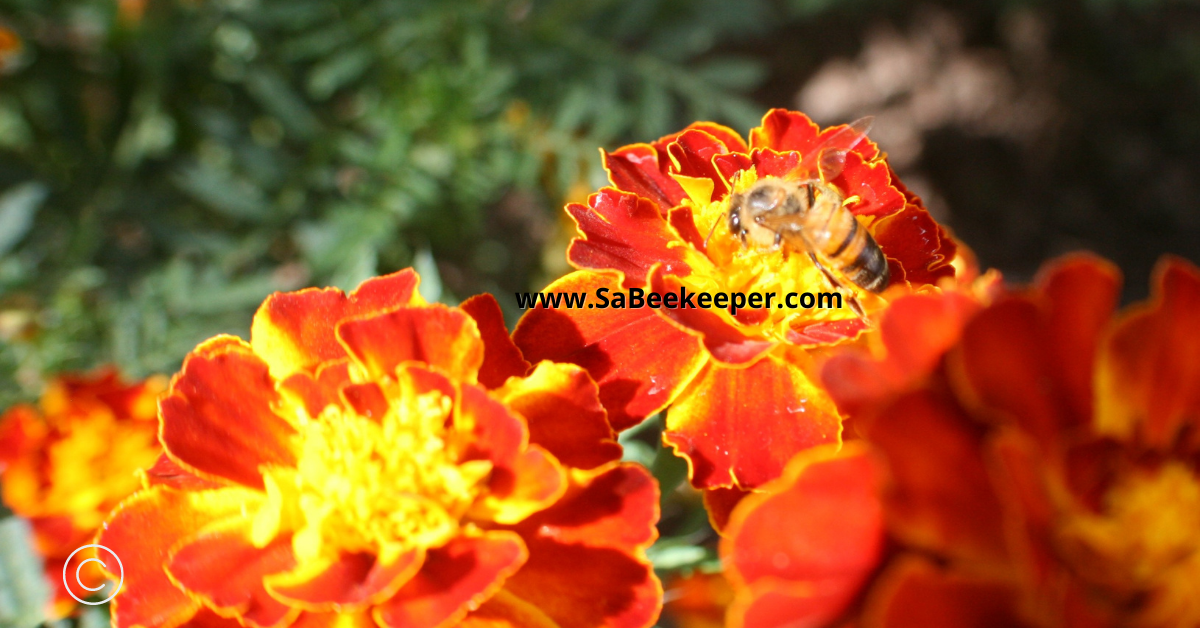 French marigolds surely do attract bees and provide plenty pollen and nectar for them