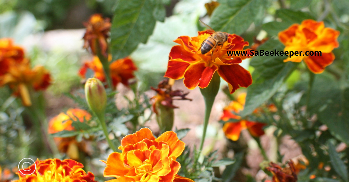 marigolds planted in vegetable gardens to deter many insects.