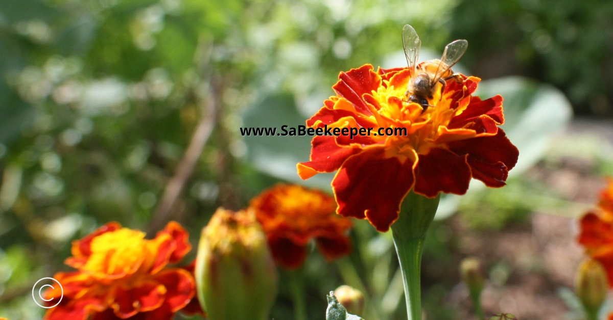 plenty healthy pollen available for the bees on marigold flowers