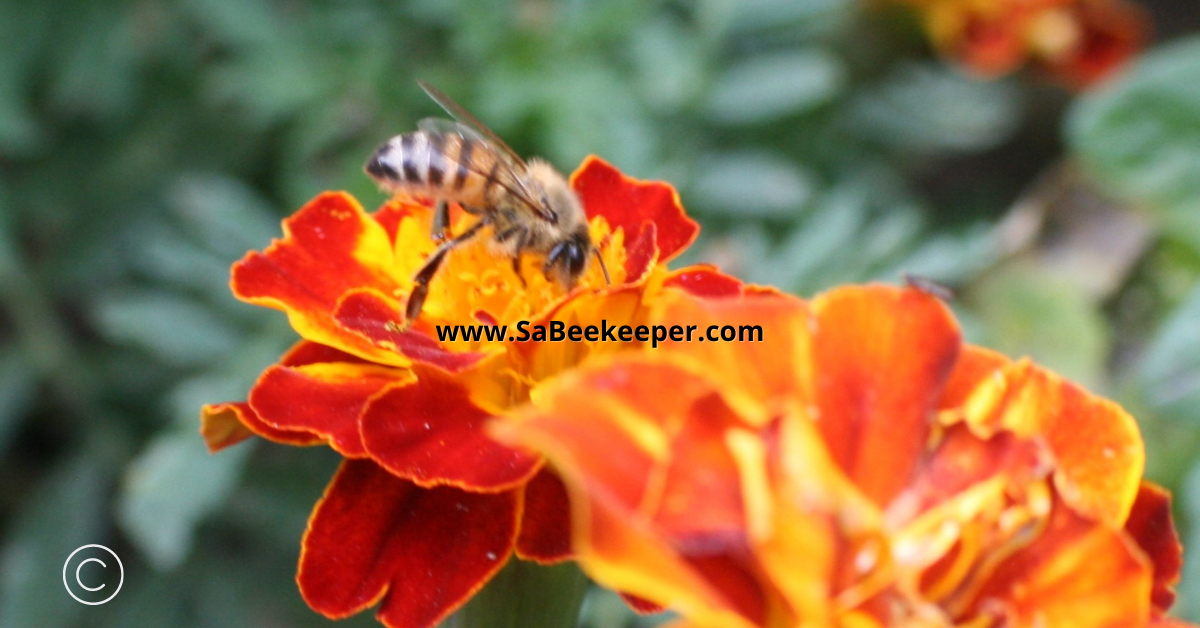 honey bee foraging on a french marigold flower