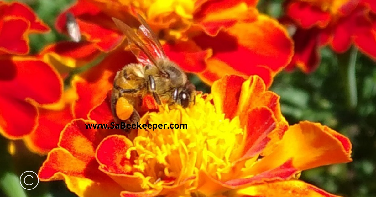 marigold flowers provide essential food for the bees and are attracted by the colors of the flowers