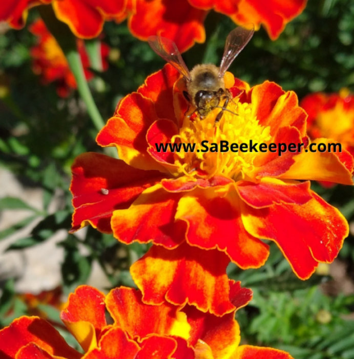 a close up of a honey bee on a french marigold flower. pollinating