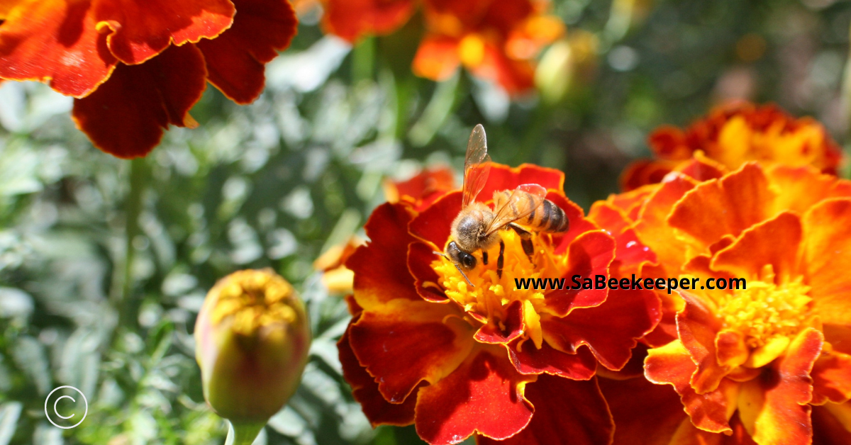 colorful french marigold flowers attract honey bees and other bees
