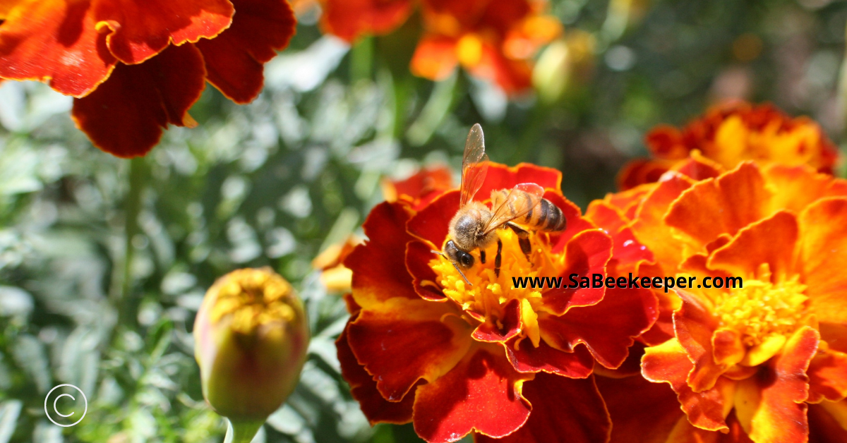 colorful french marigold flowers attract honey bees and other bees  